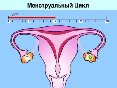 Общие сведенья о менструальном цикле