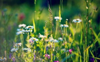 Помогут ли травы при климаксе при приливах? Народная терапия в этом плане реальная скорая помощь